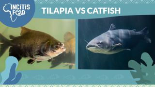 tilapiaa vs catfish-01