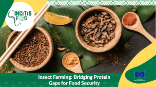 Main visual illustrating our blog post about eating insects