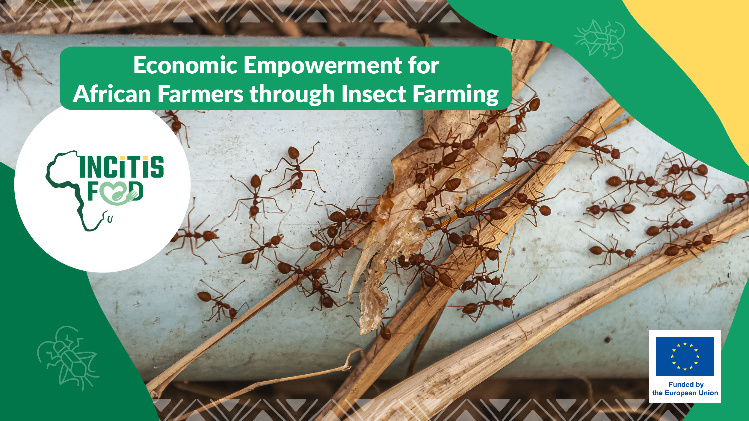 The main visual ilustrating our blog post about Insect Farming