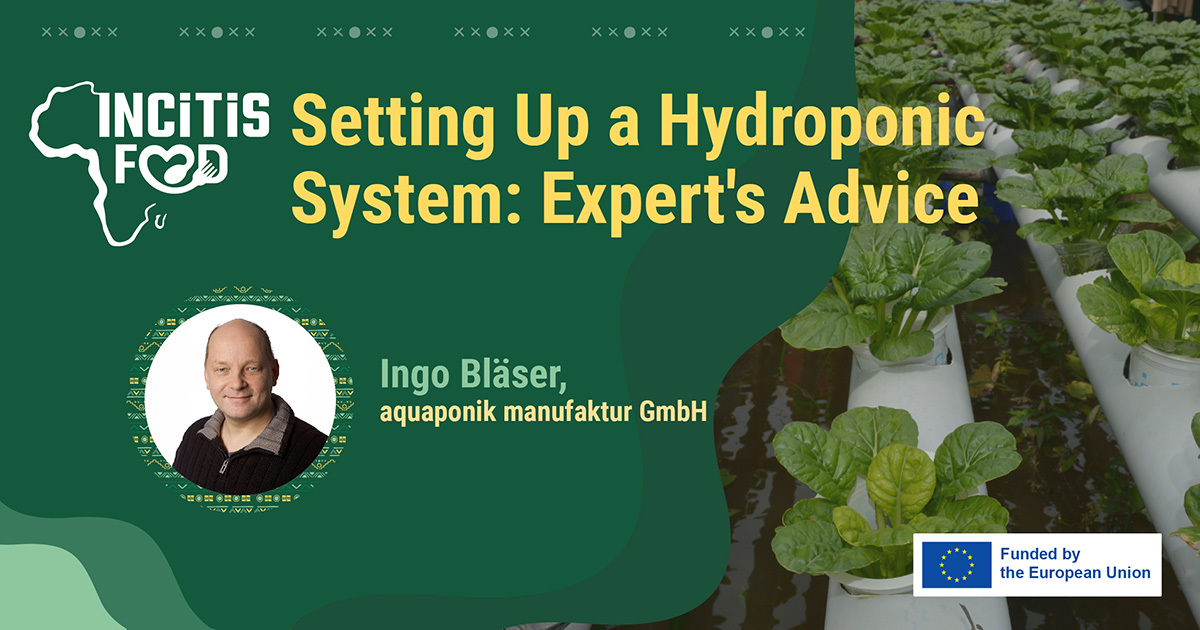 Setting Up A Hydroponic System: Expert's Advice