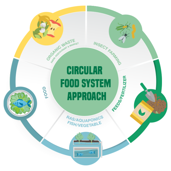 Circular food system approach