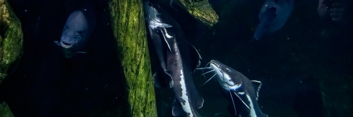 catfishes-swim-dark-water-close-up