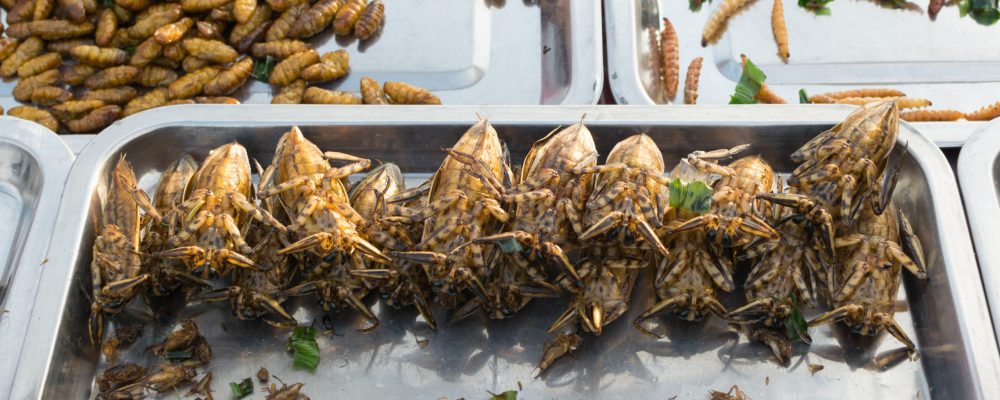 Fried insects various types is the food is easy to find in Thailand.